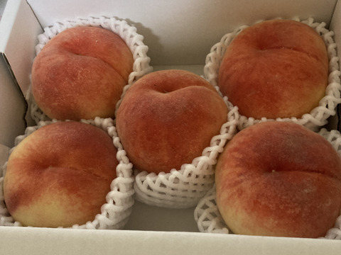 【超特価】１.２ｋｇ（５~６個位）「あかつき」８月１０日販売終了