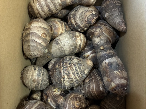 えび芋2キロ 栽培期間中農薬不使用　有機肥料栽培