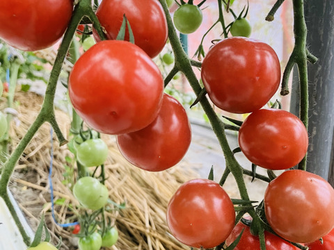 販売開始‼️お子様に大人気❗️薄皮ミニトマト‼️ピンキー＆きら〜ず！口に皮が残らない！（1.2kg入）