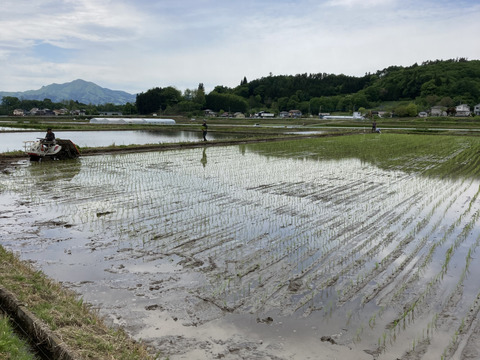 清流育ちのおいしいコシヒカリ