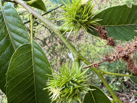 【秋さきどり！】やまえ早生栗(サイズMIX)詰合せ【1kg】