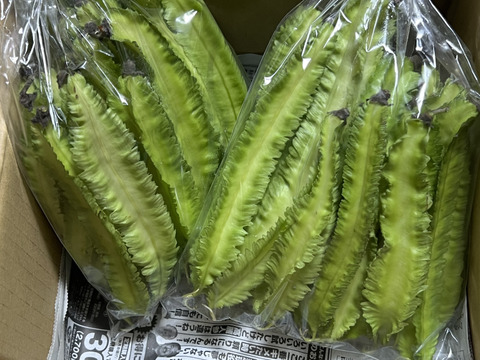 終了近し！元気元気！ 天ぷら絶品！四角豆500ｇ～農薬/化学肥料・不使用