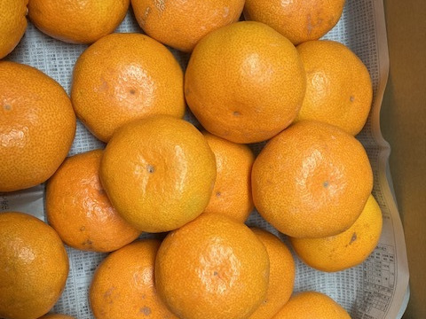 今季限定！三ヶ日ひづる（2L3L）早生大物くん