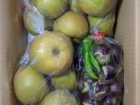 薄皮丸ナスと幸水