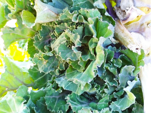 １月発　【早春の高級食材♫】ケール✖️芽キャベツ＝“プチヴェール“　（予約増量）　900g →1000g〜from 名水の里　神奈川県秦野市