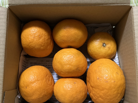 【濃縮、太陽の甘み】南津海（なつみ）　お試し１ｋｇ ご家庭用 農薬不使用 自然栽培 愛媛県