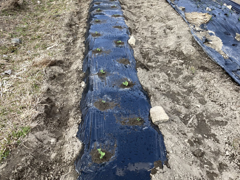 主役にもなれるんです。無限甘シャキ。スナップエンドウ500g