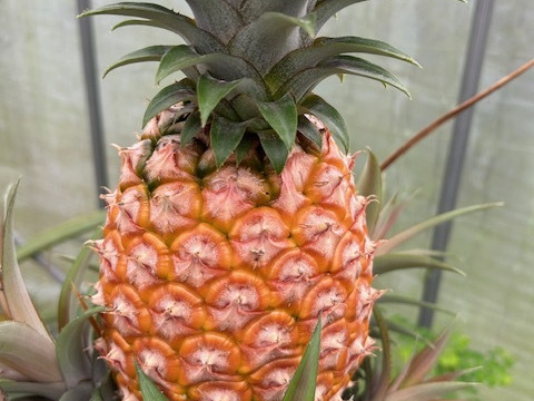 南国鹿児島産　桃の香りのする！？不思議なパイン　完熟ピーチパイン　Ｌ玉２個　約２kg