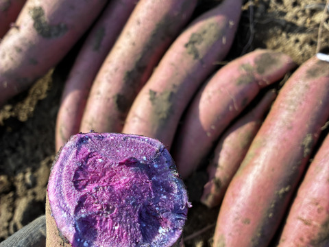 ふくむらさきS-M3kg！糖度高くアントシアニン豊富なさつまいも