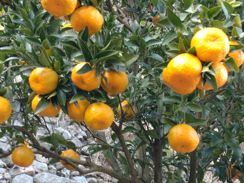 【広島県産】芳醇な香り、ポンカン🍊