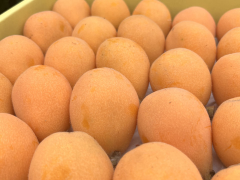 深い甘みと柔らかい果肉！茂木産 茂木びわ Lサイズ 35個入り