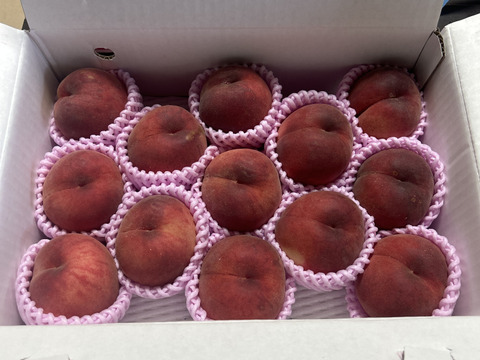 🍑希少な桃　美郷　約3kg　8～14玉　8月上旬　採れたて農家直送　夏ギフト【朝どれ】