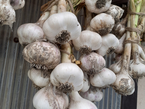 ホクホクで甘いホワイト六辺ニンニク！1kg【栽培期間中農薬・化学肥料不使用】