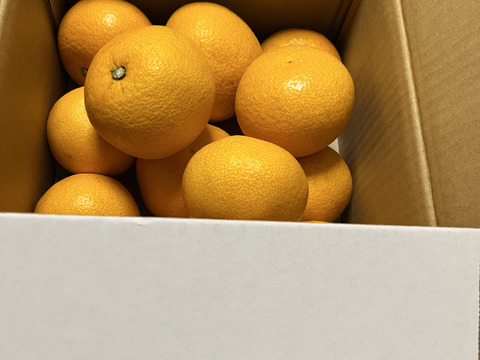 ★あなたの常識が変わる！プリプリジューシーなさつき八朔🍊（樹上超熟八朔）麗品 4kg