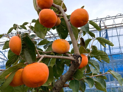 幻の柿「陽豊」（家庭用12個）