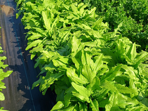 2種類の茎レタス（ステムレタス）5キロ（箱込み）