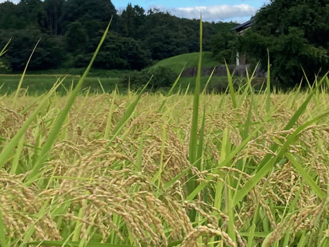 🌾 農薬化学肥料不使用栽培🌾2022年度産もち米玄米【ヒメノモチ】(3kg×2袋)4升(精米可)