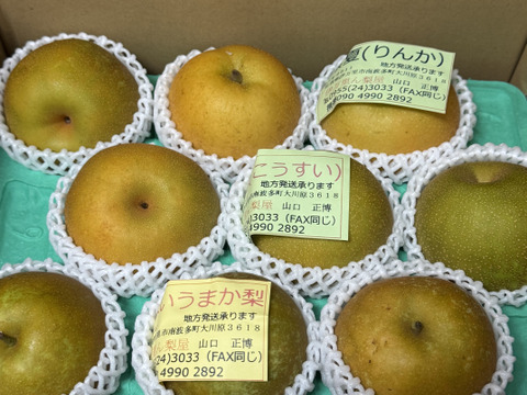 がばいうまか梨、3キロダンボール箱🍐7～10玉入り　販売開始