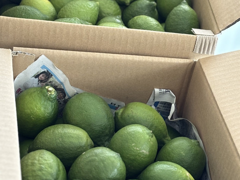 防腐剤、ワックス不使用　皮も使える小玉レモン良品　10kg