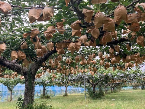 厳選ラクビーボールのような形の【王秋梨】５～６玉入り小箱×２箱