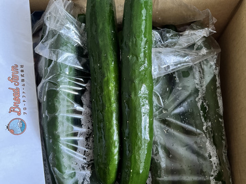 朝採り！信州産きゅうりA品2kg（箱重量込・正味1.8㎏）