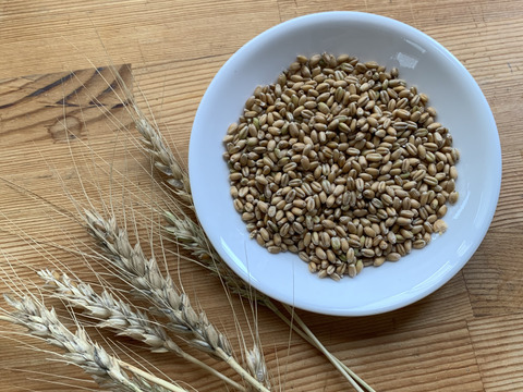 まとめて買うと１袋分無料！地粉うどん１０袋セット 農薬・化学肥料・除草剤不使用　山梨県産小麦粉１００％