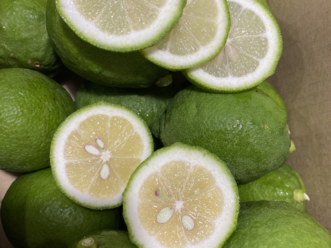 訳あり　愛媛県産　瀬戸内　栽培期間中農薬不使用　国産レモン　2kg