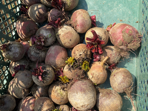 ビーツ　約15キロ　三浦半島　農家直送　農薬不使用（栽培期間） ビーツ 約15キロ 三浦半島 農家直送 農薬不使用（栽培期間） ビーツの通販