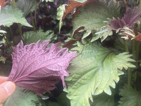 【珍品種】芳香裏紫蘇　10kg