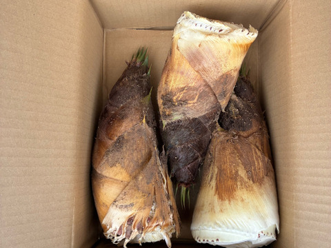 朝採りタケノコはいかがでしょうか？2kg