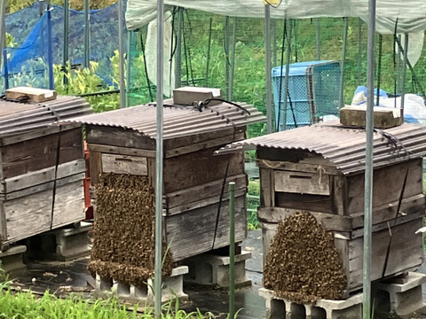 やさしい甘さの百花蜜（500g）
2025年産