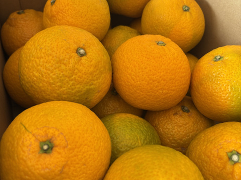 スイートスプリング　約５Ｋ以上 サイズ：おまかせ（M以上）