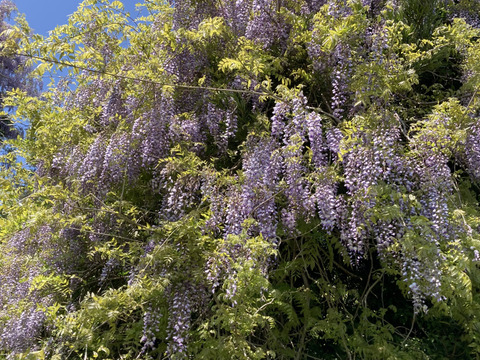 藤のハチミツさん　450g