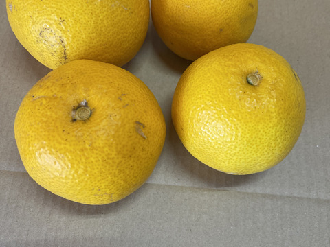 果樹たっぷり！和歌山産　八朔　家庭用　4kg