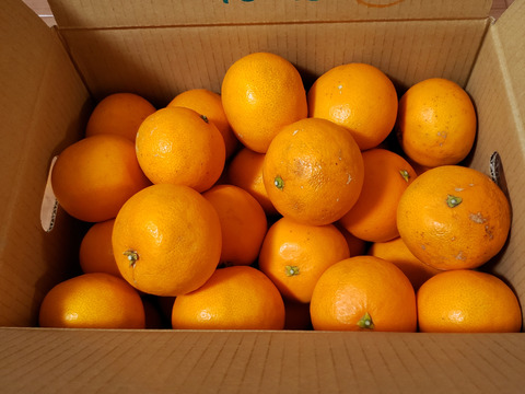 【朝市限定】3kg： 濃密な果汁No.1！きよみ清見オレンジ【S～M小玉サイズ】