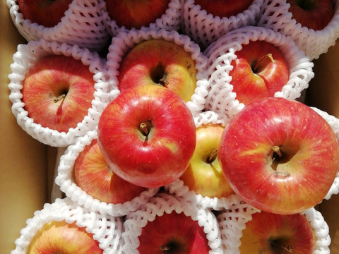 「スリムレッド」訳あり2.4キロ　ご家庭専用 ご好評販売中　ジューシーなかわいいりんご