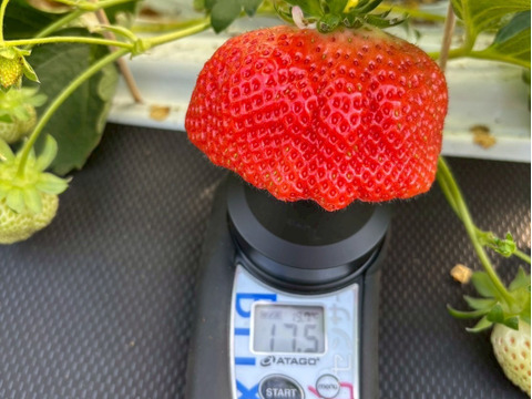 【ミシュラン御用達】🍓やみつきリピーター続出🍓累計数十万人が虜になる実力糖度『八女津姫ブランドいちご』大容量パッケージ約500g【冬ギフト】【3月上旬予約】