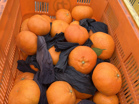 愛媛県産 訳あり甘平2kg