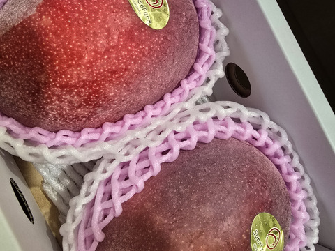 【順次発送中】県知事賞受賞 サンライズファームのマンゴー 【優品】【1kg】