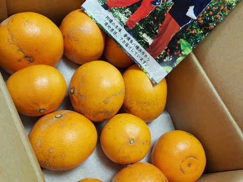 【柑橘の大トロ！】せとか（ご家庭用・２㎏）×２箱