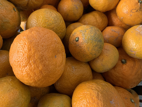 超訳ありみかん 約2.5キロ箱込み 訳あり西浦みかん わけありみかん サイズ不揃い、皮に傷あり、皮厚