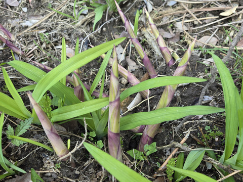 ★自然栽培　根曲がり竹　ネマガリダケ　姫竹　1キロ　冷蔵専用箱発送