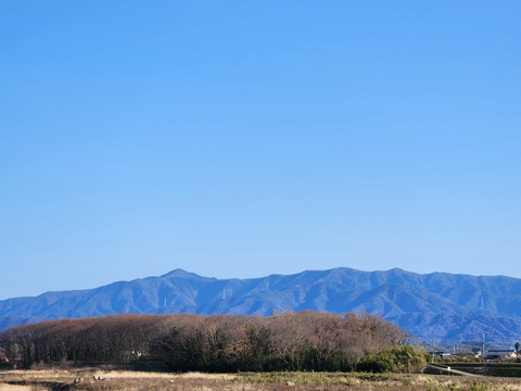 ★天然　山椒　ヤマサンショウ　葉　100枚　10センチ前後～15センチ前後 四国産　最短発送 クロネコ コンパクト便