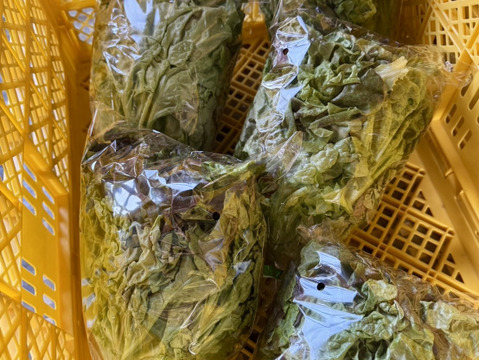 数量限定朝どれ【サニーレタス】15袋  常温配送