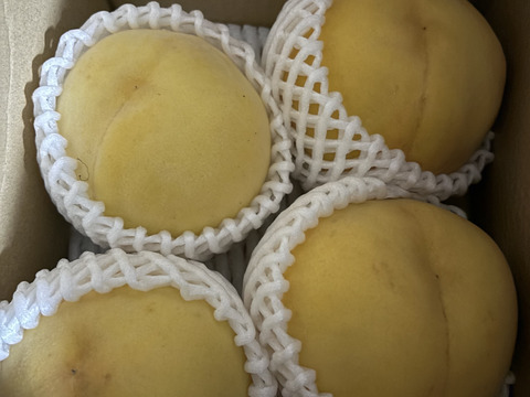 そろそろ終わり！大人気！【まるでマンゴー!?】ゴールデンピーチ!!1.5kg