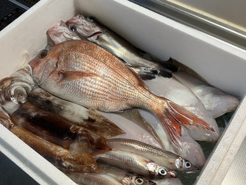 「未利用魚」えっこ船長お任せバラエティーセット(1kg)