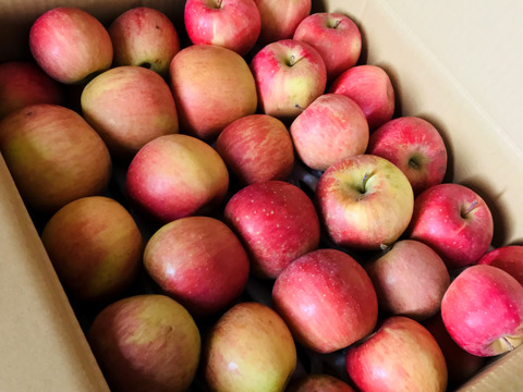 【もうすぐ終了！2026年も宜しくスペシャル！】大人気・旬の今だけ！葉取らずサンふじ10kg以上【ご家庭用・加工用・約50〜80玉入り】