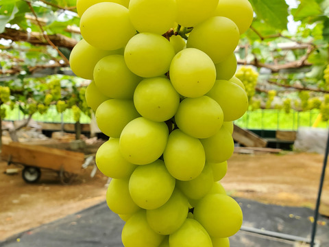 【完熟出荷】熟れたらほのかに黄色い！シャインマスカット2房箱(約1キログラム)【皮ごと種無し】