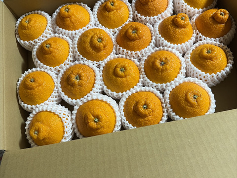 ☀️不知火【鮮度抜群 !!】個装追熟【5kg·Lサイズ 20玉前後】(フルーツキャップ付き)《贈答用にも家庭用にも最適》