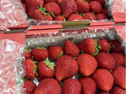 【春の🍓祭り】口いっぱいにあふれる果汁♬ 〘♡いちごさん♡〙　❤ 7 ００ｇ×２❤